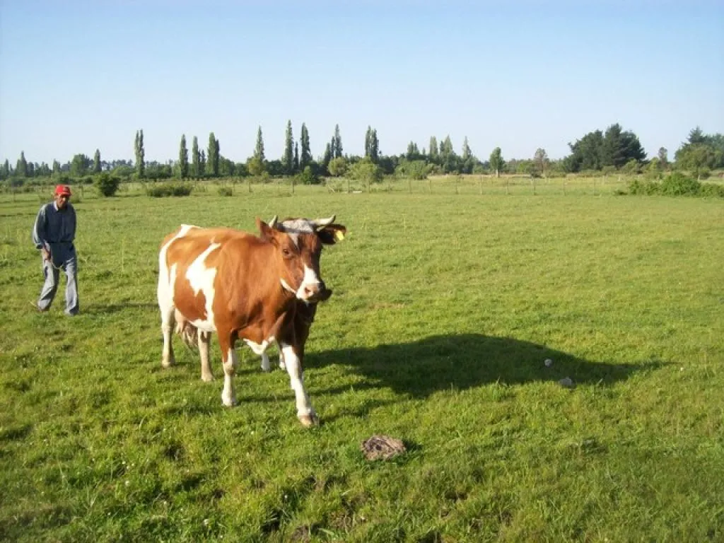 Área de camping con mesas de madera bajo álamos, Camping Los Álamos
