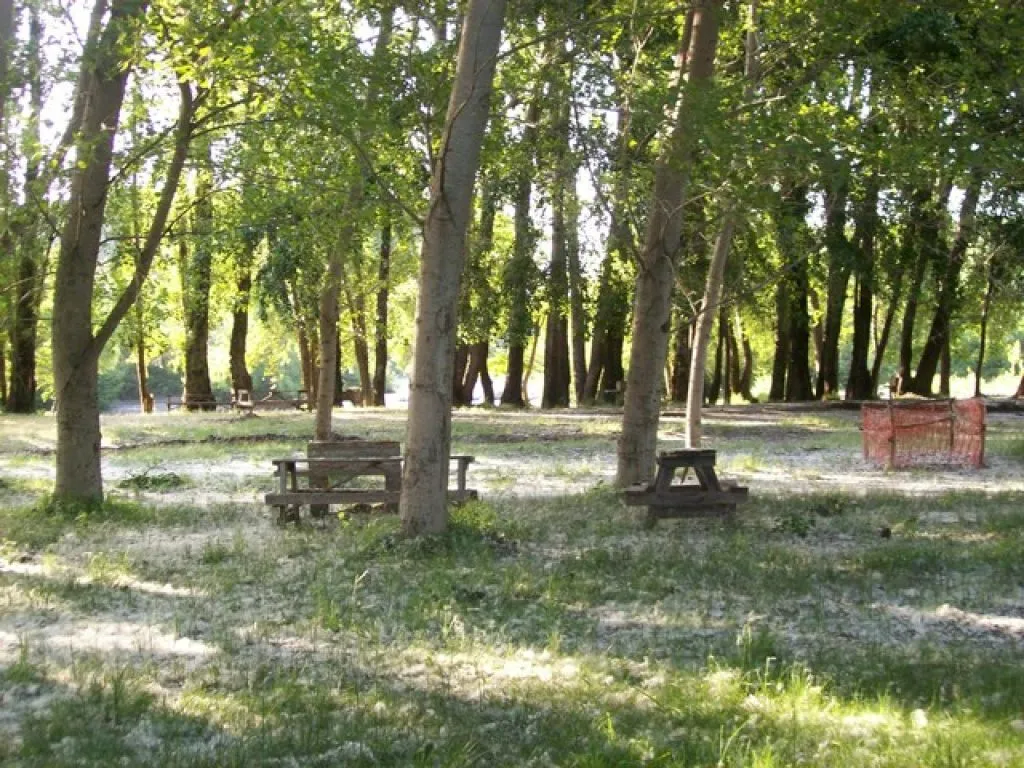 Zona de camping entre árboles con vista al río Laja y mesas de picnic